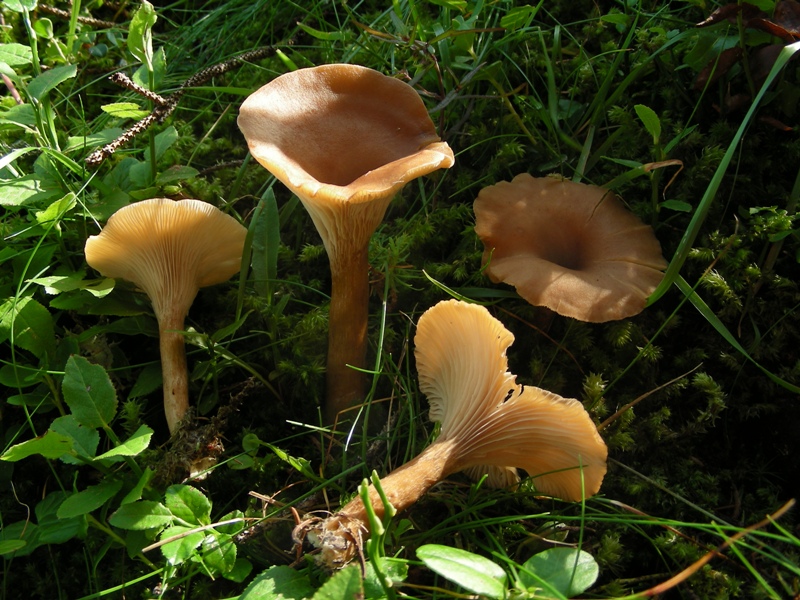 Clitocybe squamulosa